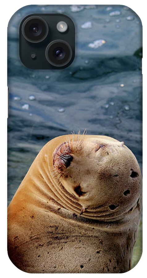 Sea Lions iPhone Case featuring the photograph Sleeping Sea Lions by Art Block Collections