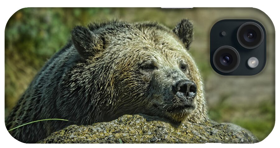 Grizzly Bear iPhone Case featuring the photograph Sleepy Bear by Jim Fitzpatrick