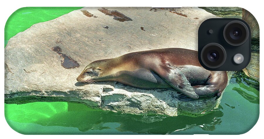 Animal iPhone 15 Case featuring the photograph Sea Lion On A Rock by Tom Potter