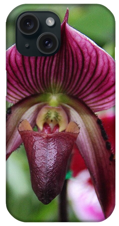 Orchid iPhone Case featuring the photograph Slipper Orchid by Allen Nice-Webb