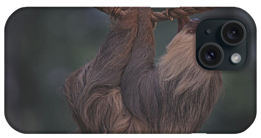 Animal iPhone Case featuring the photograph Sloth by Brian Cross