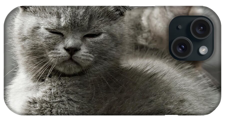 Scottish Fold Cats iPhone Case featuring the photograph Slumbering Cat by Evgeniy Lankin