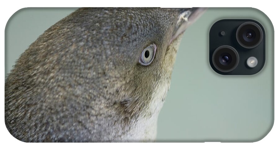 Penguin iPhone Case featuring the photograph Small blue penguin by Patricia Hofmeester