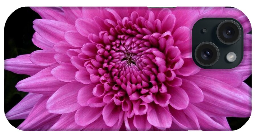 Chrysanthemum iPhone Case featuring the photograph Small Pink Chrysanthemum by Joan-Violet Stretch