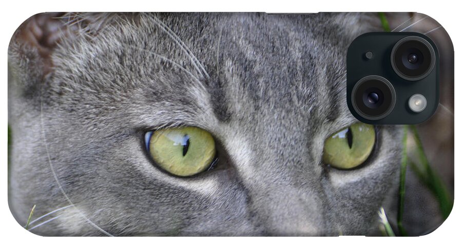 Cat iPhone Case featuring the photograph Smokey's Stare by Josephine Buschman