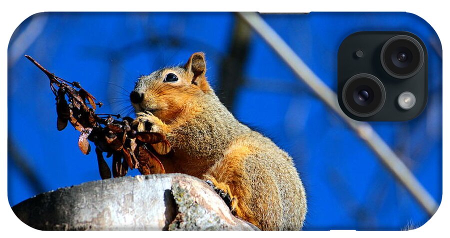 Squirrel iPhone Case featuring the photograph Snack time by Jean Evans