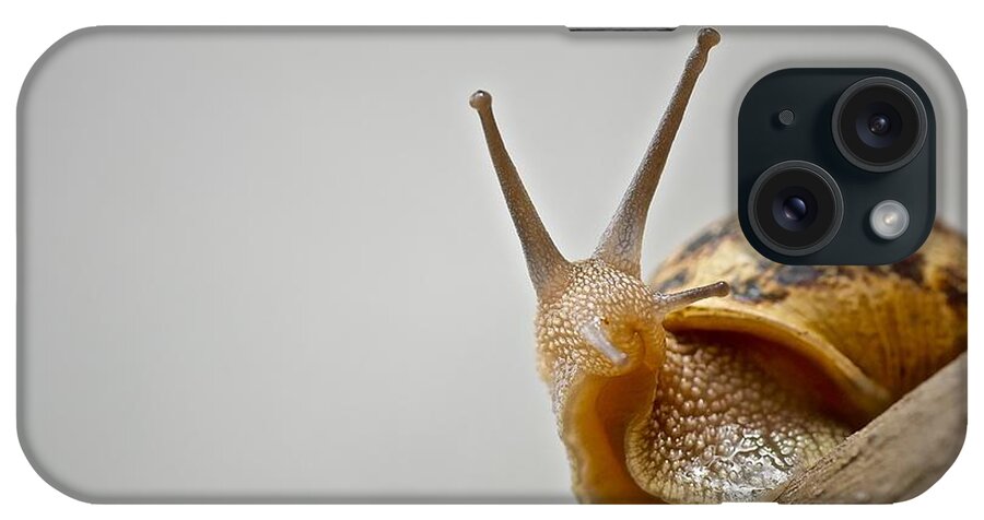 Slug iPhone Case featuring the photograph Snail by Elisabeth Derichs