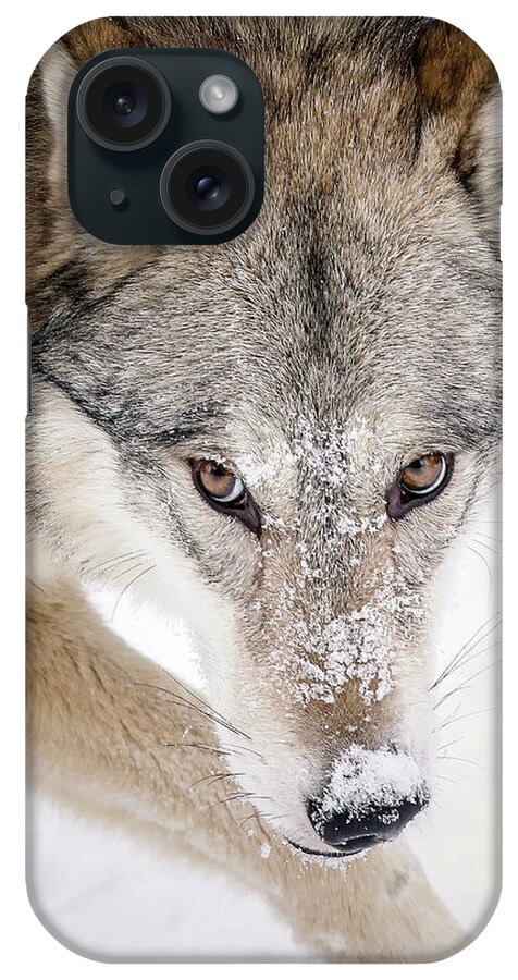 Wolves iPhone Case featuring the photograph Sneaky Wolf by Athena Mckinzie