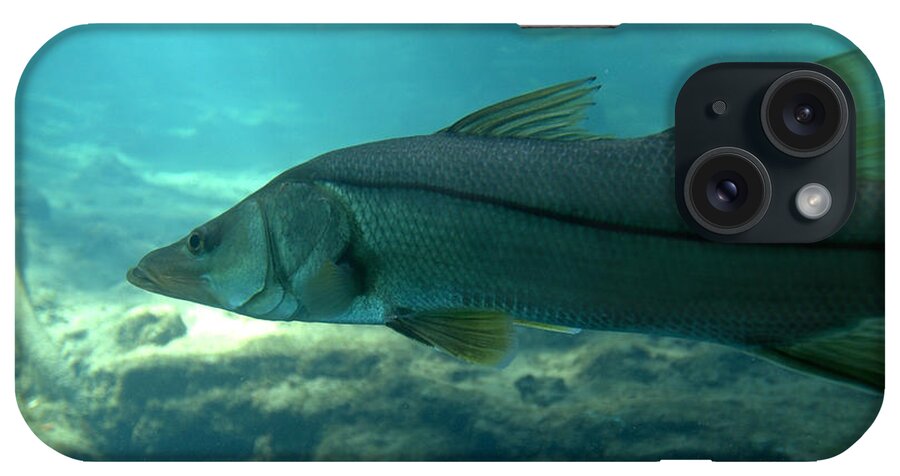 Snook iPhone Case featuring the photograph Snook by Kathi Shotwell