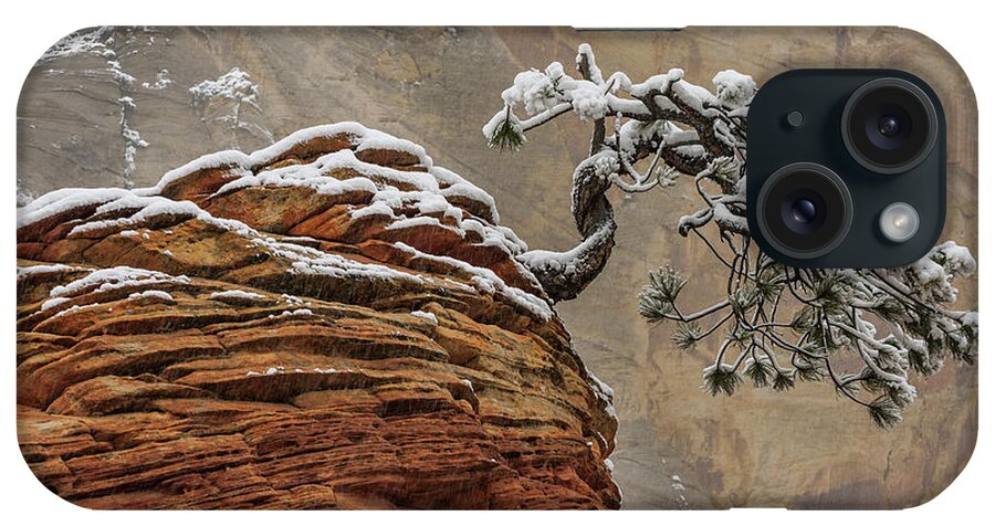 00558898 iPhone Case featuring the photograph Snow Covered Pine in Zion Natl Park by Jeff Foott