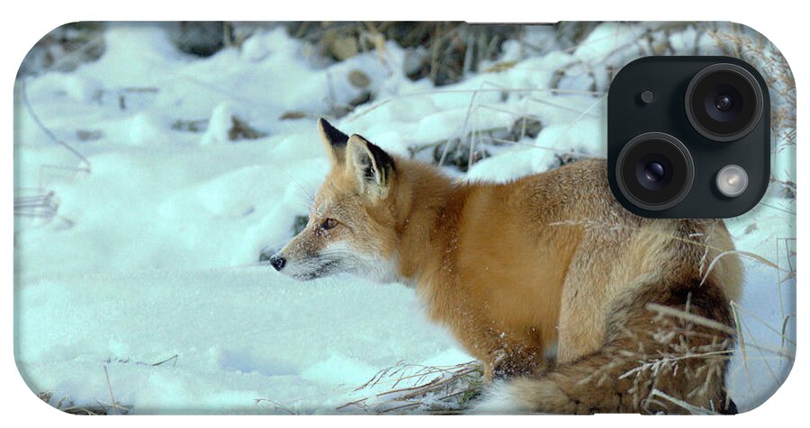 Grand Teton National Park iPhone Case featuring the photograph Snow Fox Intensity by Adam Jewell