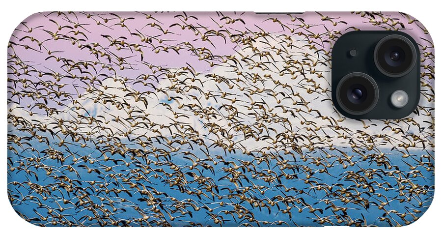 Snow Geese iPhone Case featuring the photograph Snow geese at sunset by Yoshiki Nakamura
