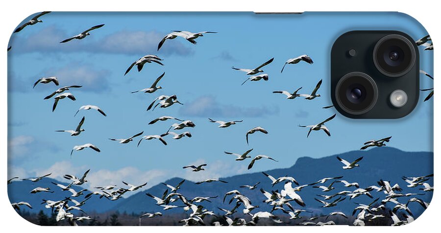Snow Geese Rising iPhone Case featuring the photograph Snow Geese Rising by Tom Cochran