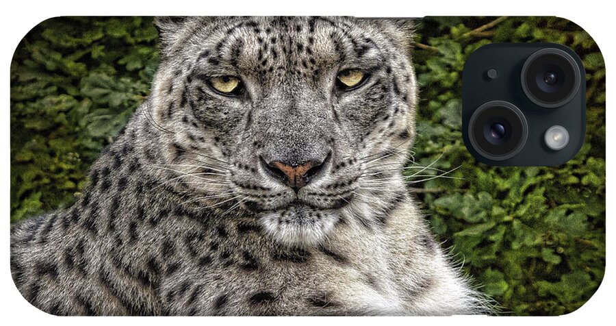 Snow Leopard iPhone Case featuring the photograph Snow Leopard by Chris Lord
