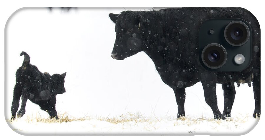 Calf iPhone Case featuring the photograph Snow play by Michael Dawson