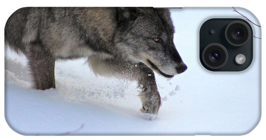 Wolf iPhone Case featuring the photograph Snow Walker by Azthet Photography