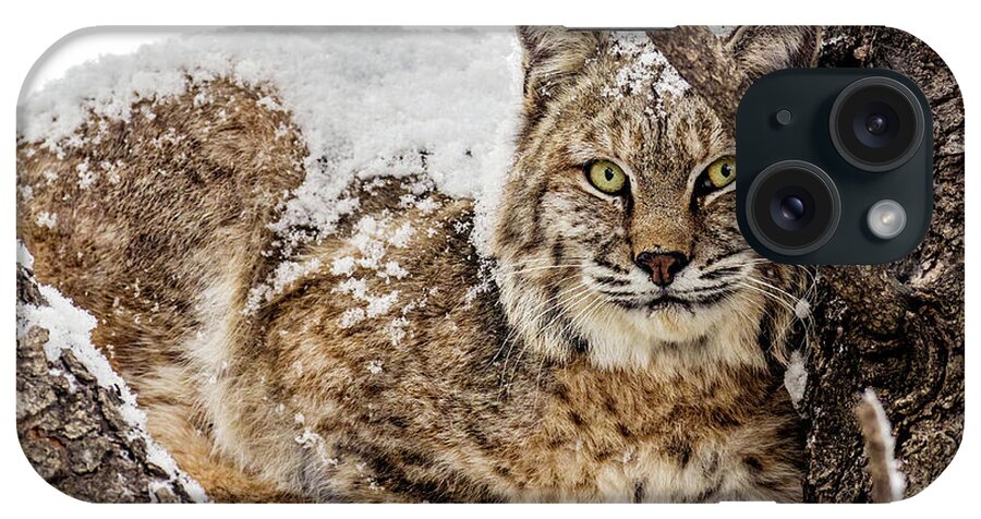 Categories iPhone Case featuring the photograph Snowy Bobcat by Dawn Key