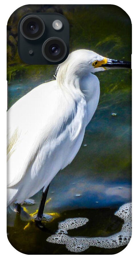 Snowy Egret iPhone Case featuring the photograph Snowy Egret by Pamela Newcomb