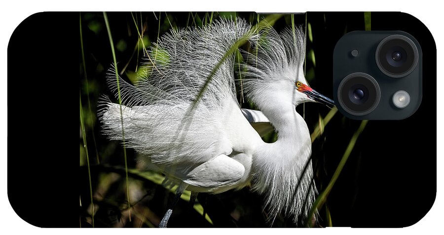 Snowy Egret iPhone Case featuring the photograph Snowy Egret by Steven Sparks