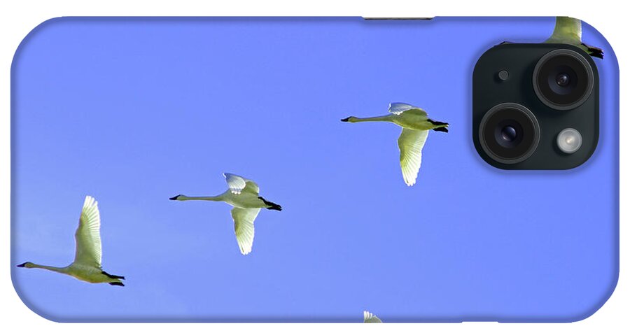 Snowy Egrets Flying In Klanth Wildlife Refuge In California iPhone Case featuring the photograph Snowy Egrets by Dr Janine Williams