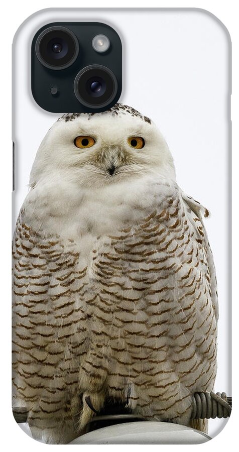Snowy Owl iPhone Case featuring the photograph Snowy On A Wire by Michael Hubley