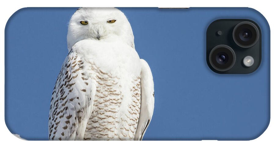 Snowy Owl iPhone Case featuring the photograph Snowy Owl #1 by Mindy Musick King