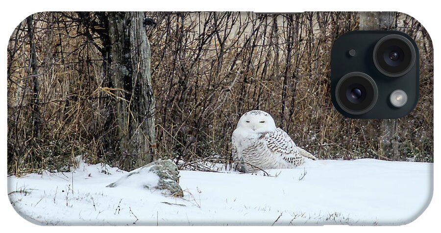 Rural iPhone Case featuring the photograph Snowy Owl 3 by Gary Hall