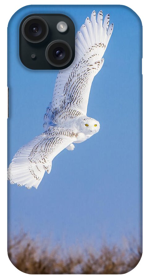 Animals iPhone Case featuring the photograph Snowy Owl Banking by Rikk Flohr