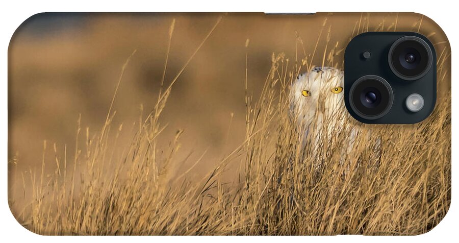 Snowy Owls iPhone Case featuring the photograph Snowy Owl in the grass by Judi Dressler