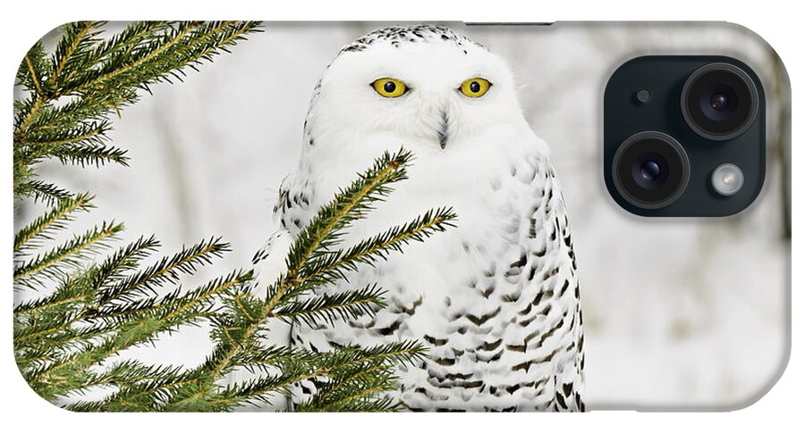Snowy Owl iPhone Case featuring the photograph Snowy Owl in the Snow by LeeAnn McLaneGoetz McLaneGoetzStudioLLCcom