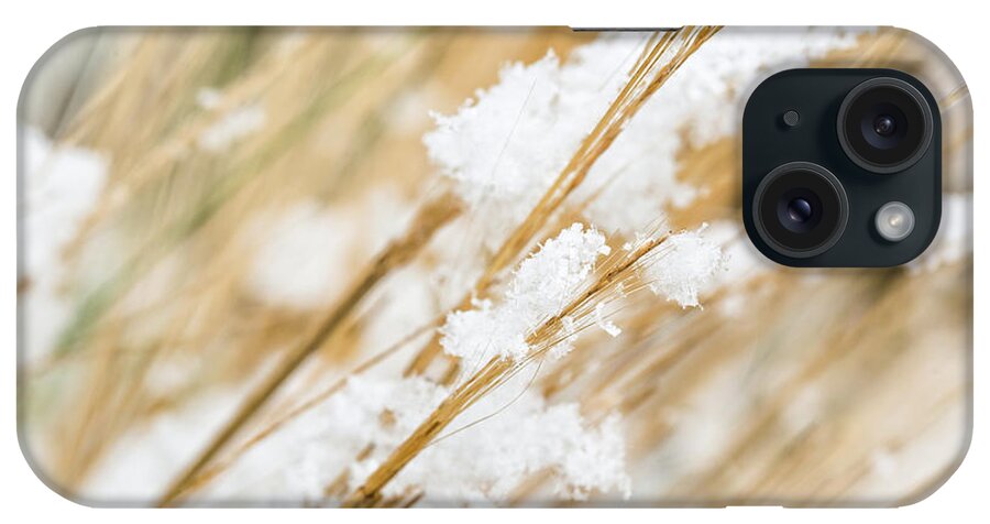 Snow iPhone Case featuring the photograph Snowy weed by Delphimages Photo Creations