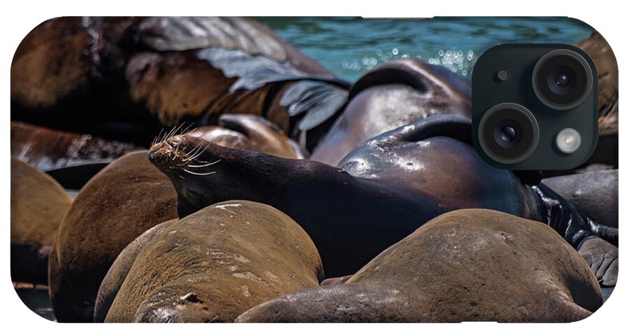 San iPhone Case featuring the photograph Snuggling Seals Pier 39 San Francisco by Toby McGuire
