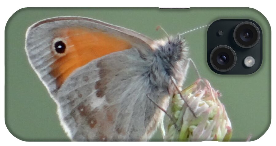 Butterfly iPhone Case featuring the photograph So soft by Karin Ravasio