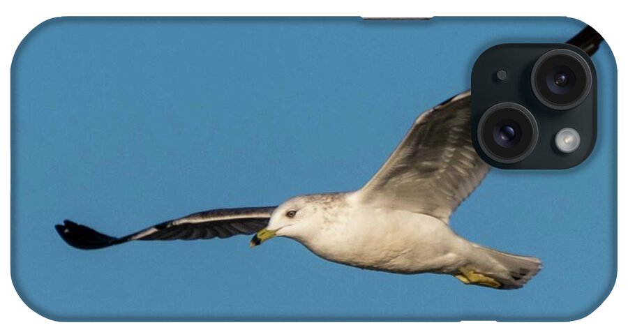 Wildlife iPhone Case featuring the photograph Soaring Gull by John Benedict