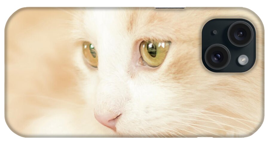 Kitty iPhone Case featuring the photograph Soft and Dreamy by Jennifer Grossnickle