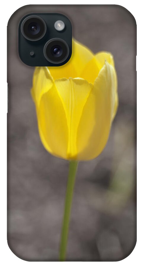Tulip iPhone Case featuring the photograph Soft and Yellow by Morris McClung