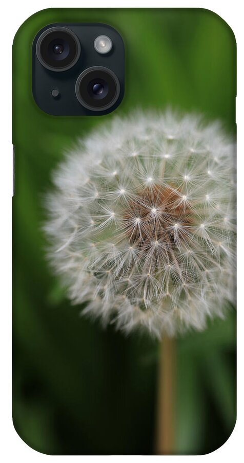 Dandelion iPhone Case featuring the photograph Soft Dandelion by Tammy Pool