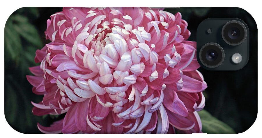 Flower iPhone Case featuring the photograph Soft Magenta Petals by Mary Haber