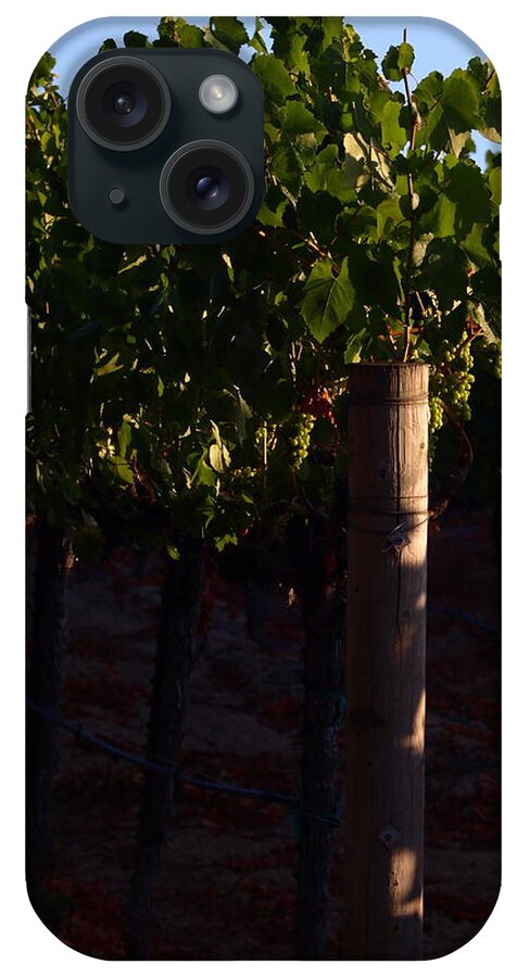 Horticulture iPhone Case featuring the photograph Sonoma County Gold by Richard Thomas