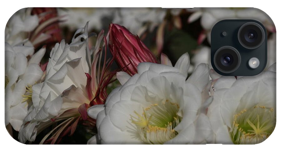 Argentine Giant Cactus iPhone Case featuring the photograph Sonoran Desert Spring 2 by Grant Washburn