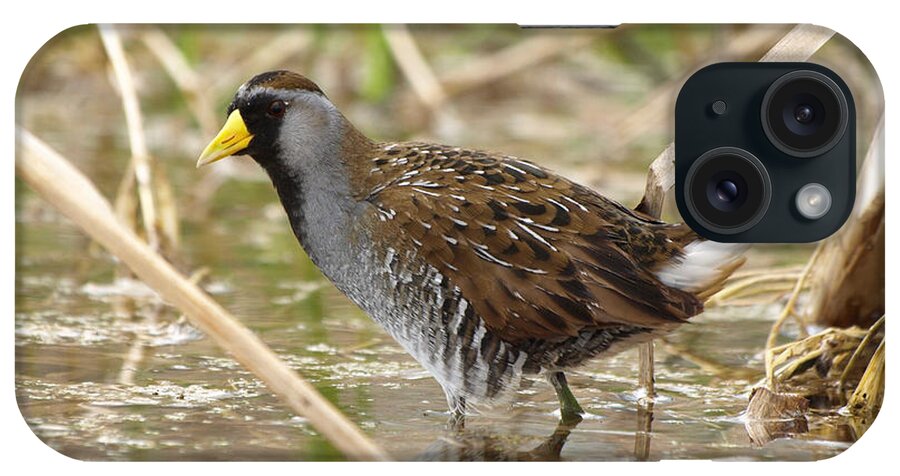Peterson Nature Photography iPhone Case featuring the photograph Sora Rail by James Peterson