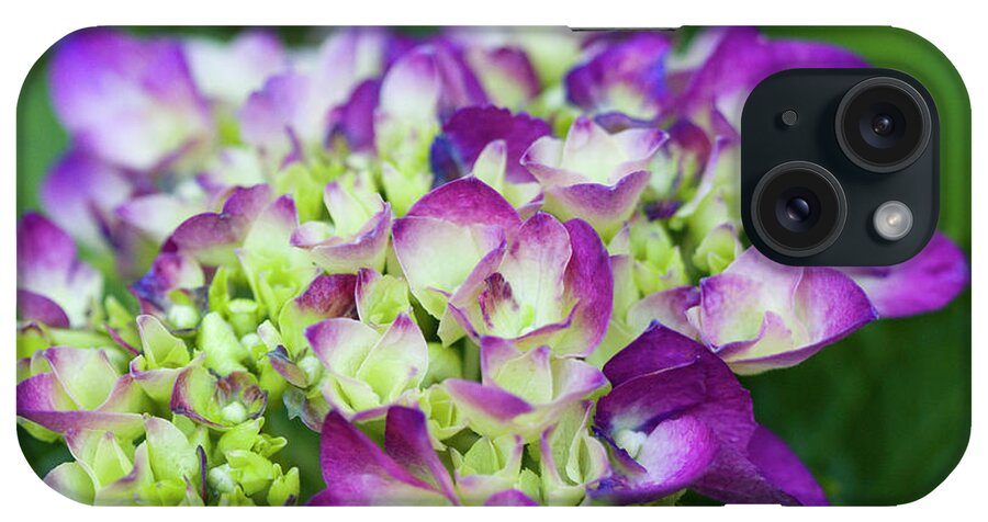 Purple iPhone Case featuring the photograph Southern Charm by Kathy Clark