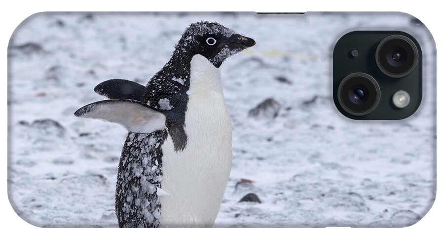 Adelie Penguin iPhone Case featuring the photograph Southern Comfort by Tony Beck
