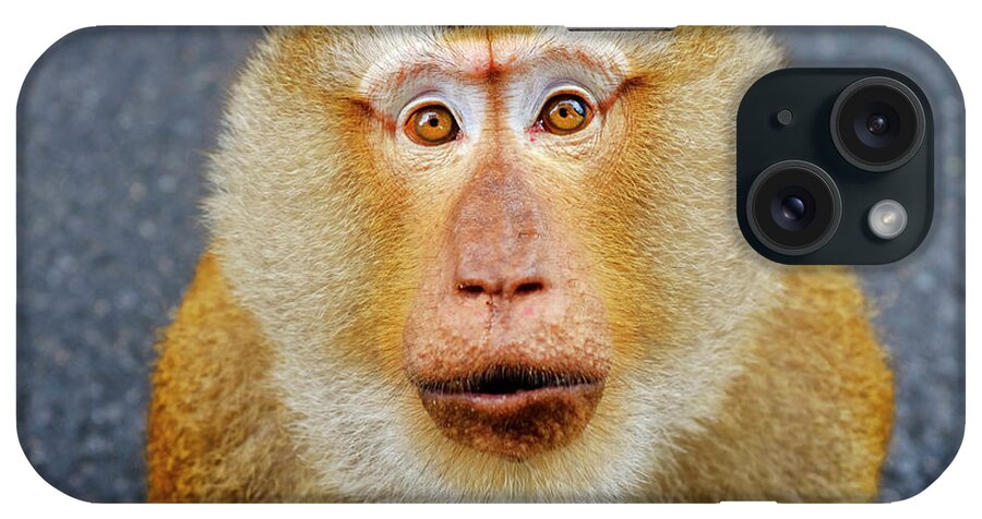 Southern Pig-tailed iPhone Case featuring the photograph Southern pig-tailed macaque by Fabrizio Troiani