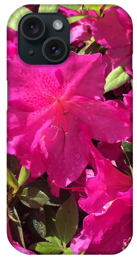 Springtime iPhone Case featuring the photograph Southern Pink by Matthew Seufer
