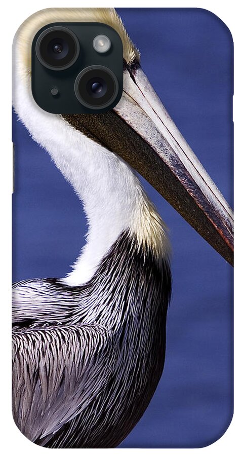 Southport iPhone Case featuring the photograph Southport Pelican 2 by Nick Noble