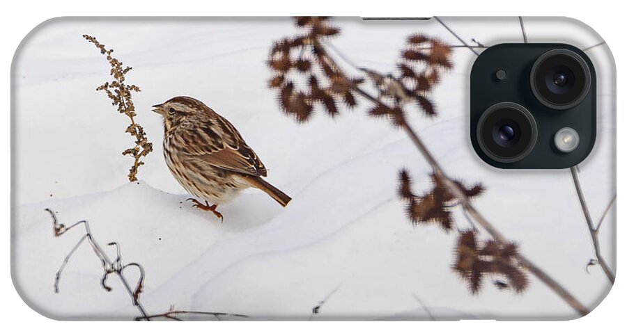 Song Sparrow iPhone Case featuring the photograph Sparrow in the Winter snow by Holden The Moment