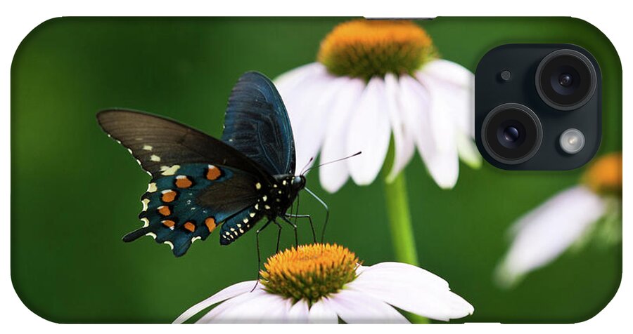 Butterfly iPhone Case featuring the photograph Spice Bush Swallowtail on Echinacea 2 by Lara Ellis