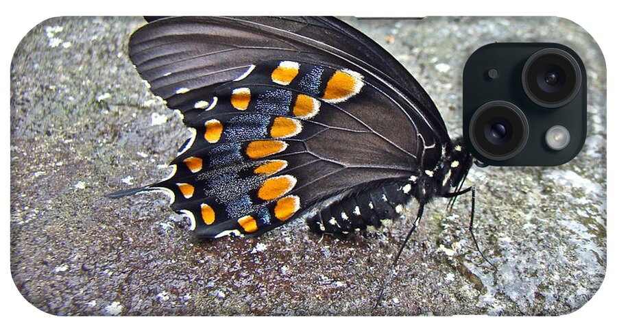 Butterfly iPhone Case featuring the photograph Spicebush Swallowtail Butterfly Female - Papilio troilus troilus by Carol Senske