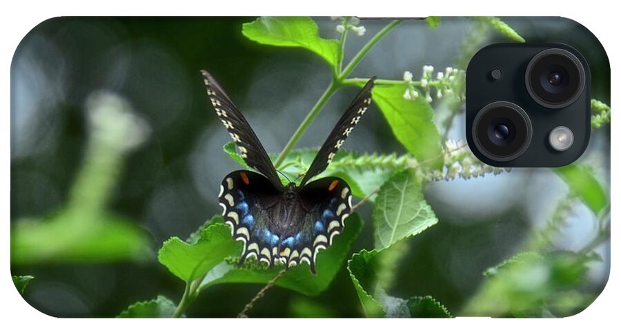 Butterfly iPhone Case featuring the photograph Spicebush Swallowtail on Sweet Almond Flower by Carol Bradley